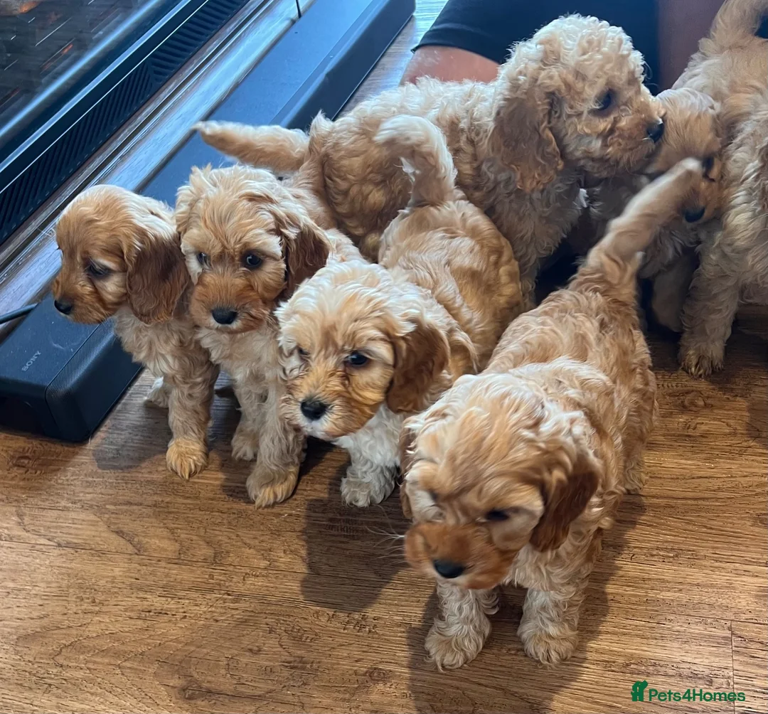 Cockapoo dogs for sale: Cockapoo puppies  - Advert 2