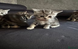 Scottish Fold cats for sale: Scottish fold/straight - Image 10