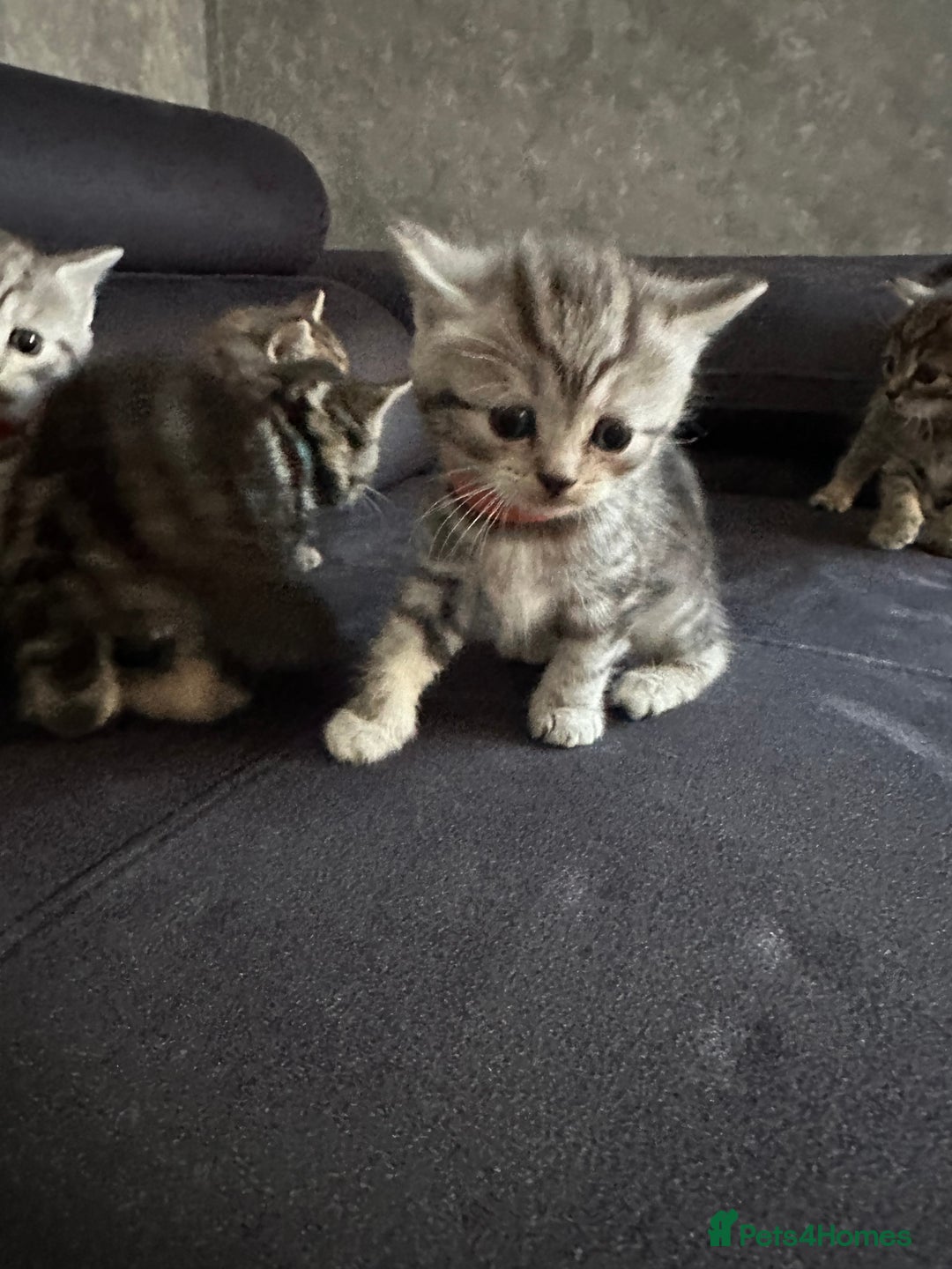 Scottish Fold cats for sale: Scottish fold/straight - Image 10