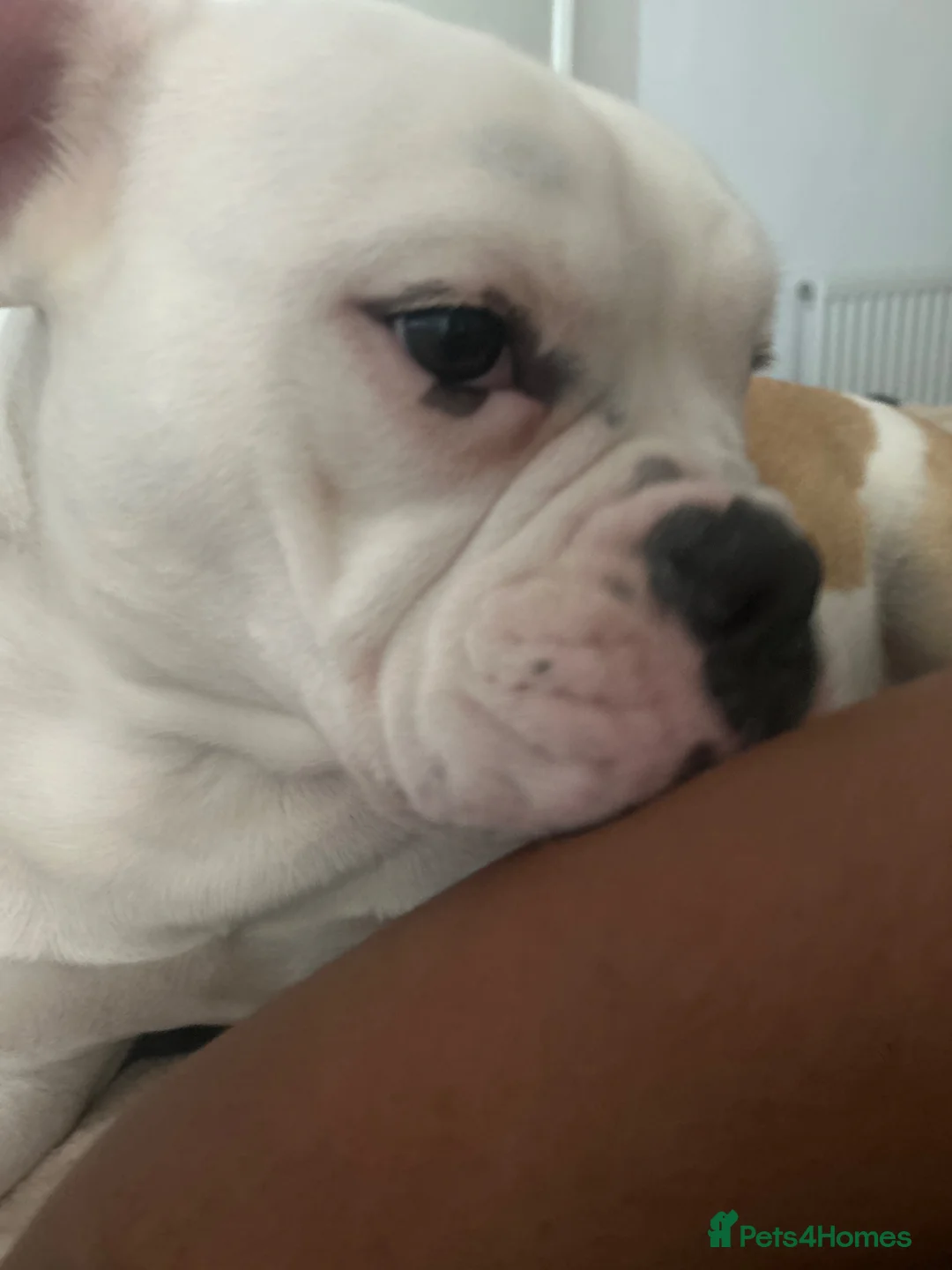 Mixed Breed dogs for sale: Lovely bulldog mix female  - Advert 5