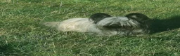 Skye Terrier dogs for sale: Skye Terrier - Advert 2