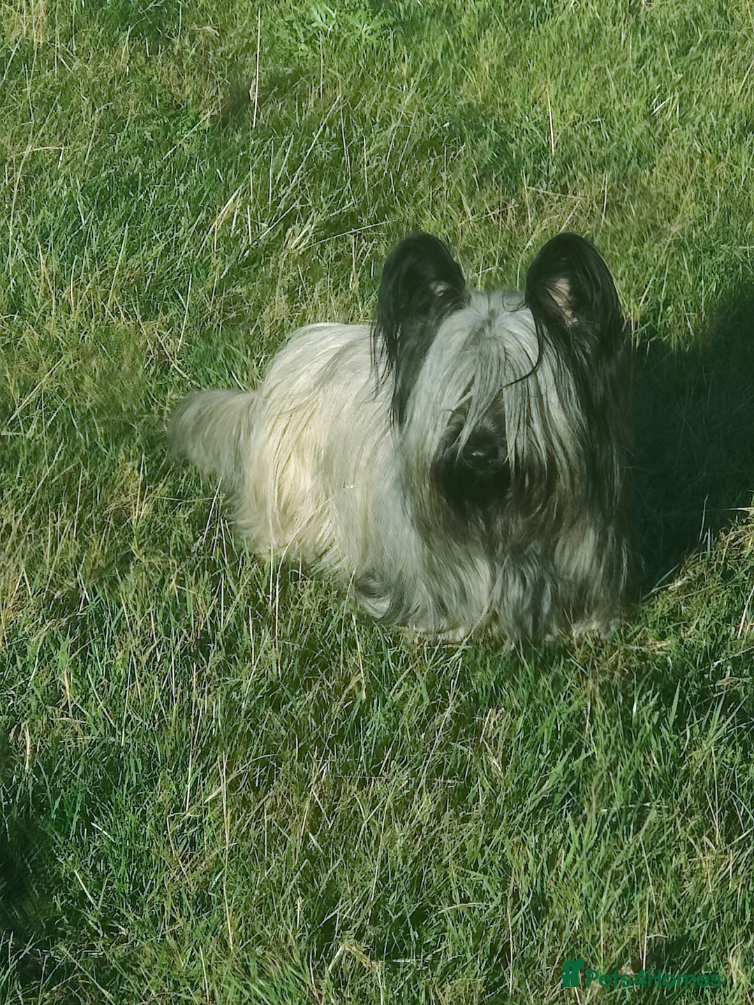 Skye Terrier dogs for sale: Skye Terrier - Advert 2