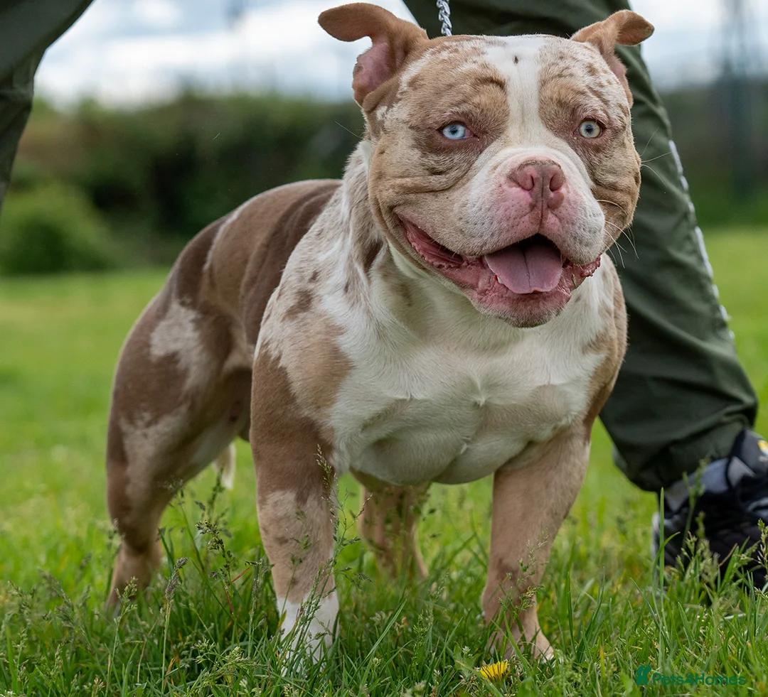 American Bully dogs for stud: BIGGZ - AMERICAN POCKET BULLY -ABKC in Erith - Advert 3
