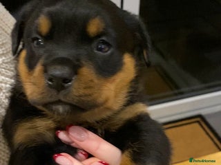 Rottweiler dogs KC Rottweiler Puppies - Advert 4