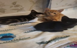 Mixed Breed cats for sale: Kittens Ready Now - Image 14