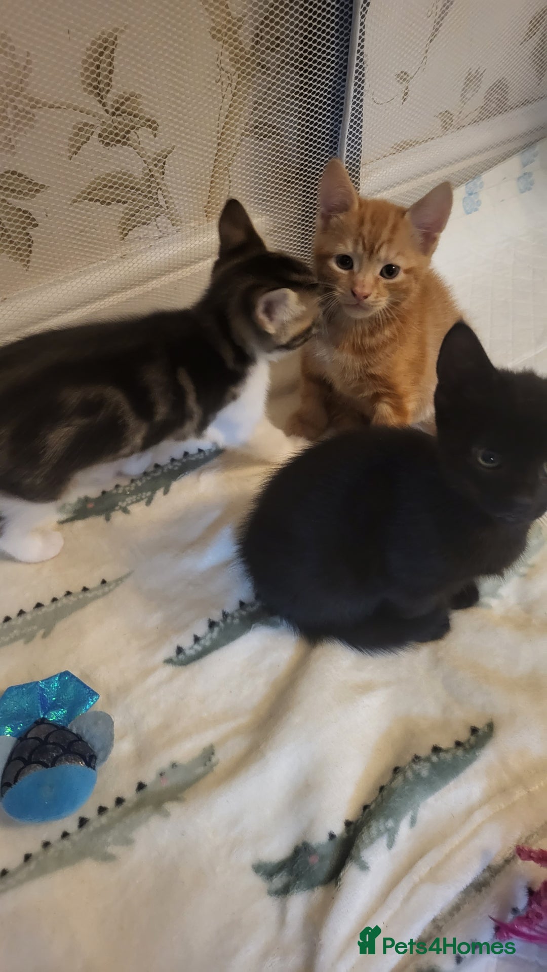 Mixed Breed cats for sale: Kittens Ready Now - Image 14