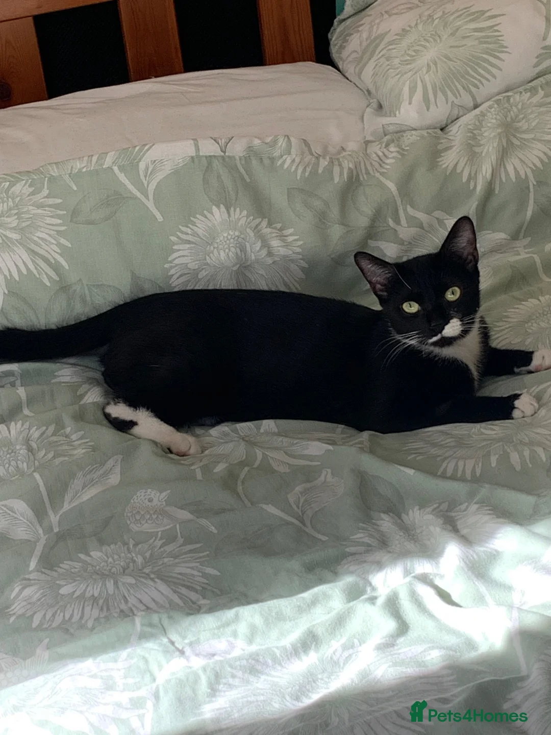 Mixed Breed cats for sale: 1 year old female. Neutered - Advert 2