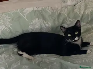 Mixed Breed cats 1 year old female. Neutered - Advert 1