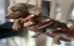 Miniature Dachshund dogs for sale: Beautiful mini dashys 💜 - Image 16