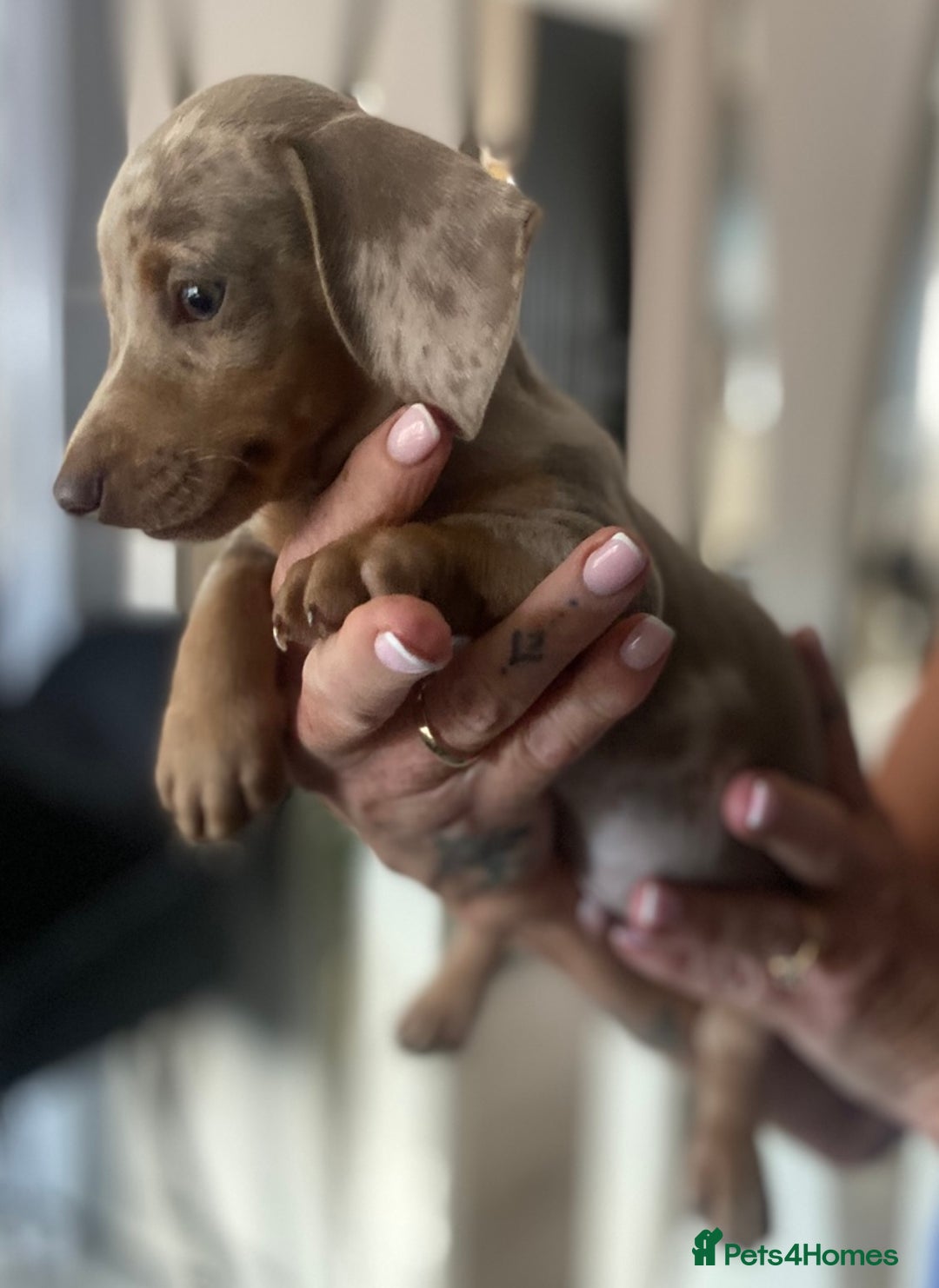 Miniature Dachshund dogs for sale: Beautiful mini dashys 💜 - Image 16