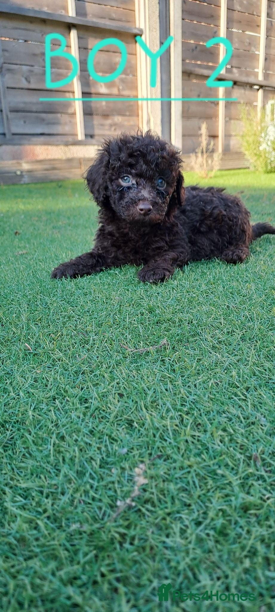 Toy Poodle dogs TINY Health clear Kc chocolate toy poodles  - Advert 8