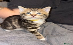 British Longhair cats for sale: 2 gorgeous British longhair female kittens  - Image 3