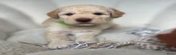 Goldendoodle dogs for sale: 🌟Goldendoodle & Australian Labradoodle Puppies 🌟 - Advert 11