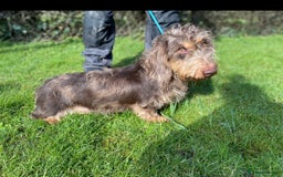 Dachshund dogs for sale: Fully dna health tested wire hair dachshund pups - Image 25