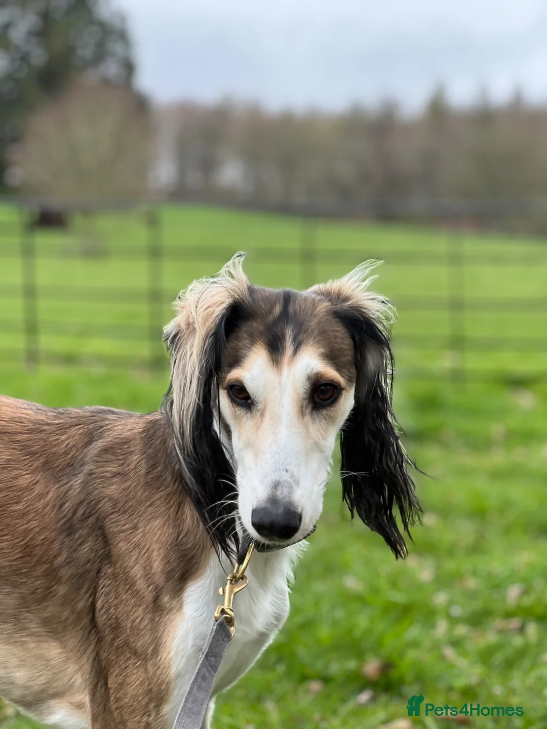 Saluki dogs for stud: KC reg Saluki for Stud - Advert 3
