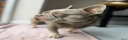 French Bulldog dogs for stud:  Maverick | Pedigree Frenchie Stud in Beverley - Advert 9