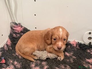 Cocker Spaniel dogs 1 girl 😍 Health Tested Working Cocker Spaniels - Advert 13