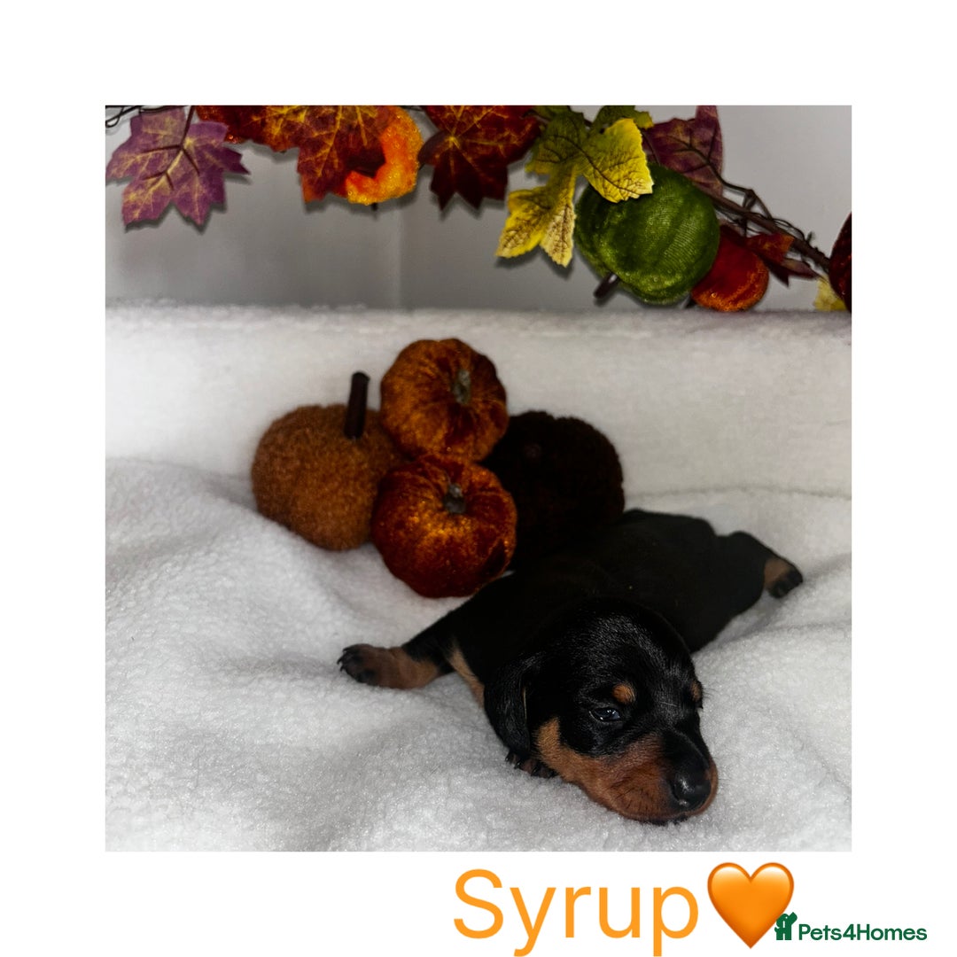 Miniature Dachshund dogs for sale: Miniature Smooth Dachshund Puppies  - Image 4