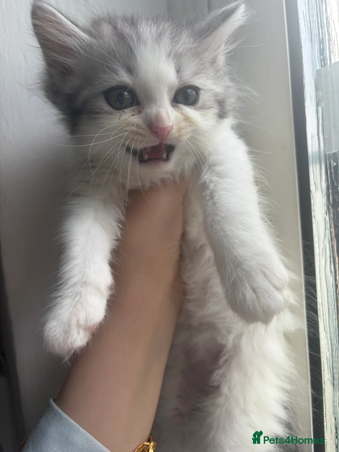 Mixed Breed cats for sale: Scottish Fold X Norwegian fox - Advert 2