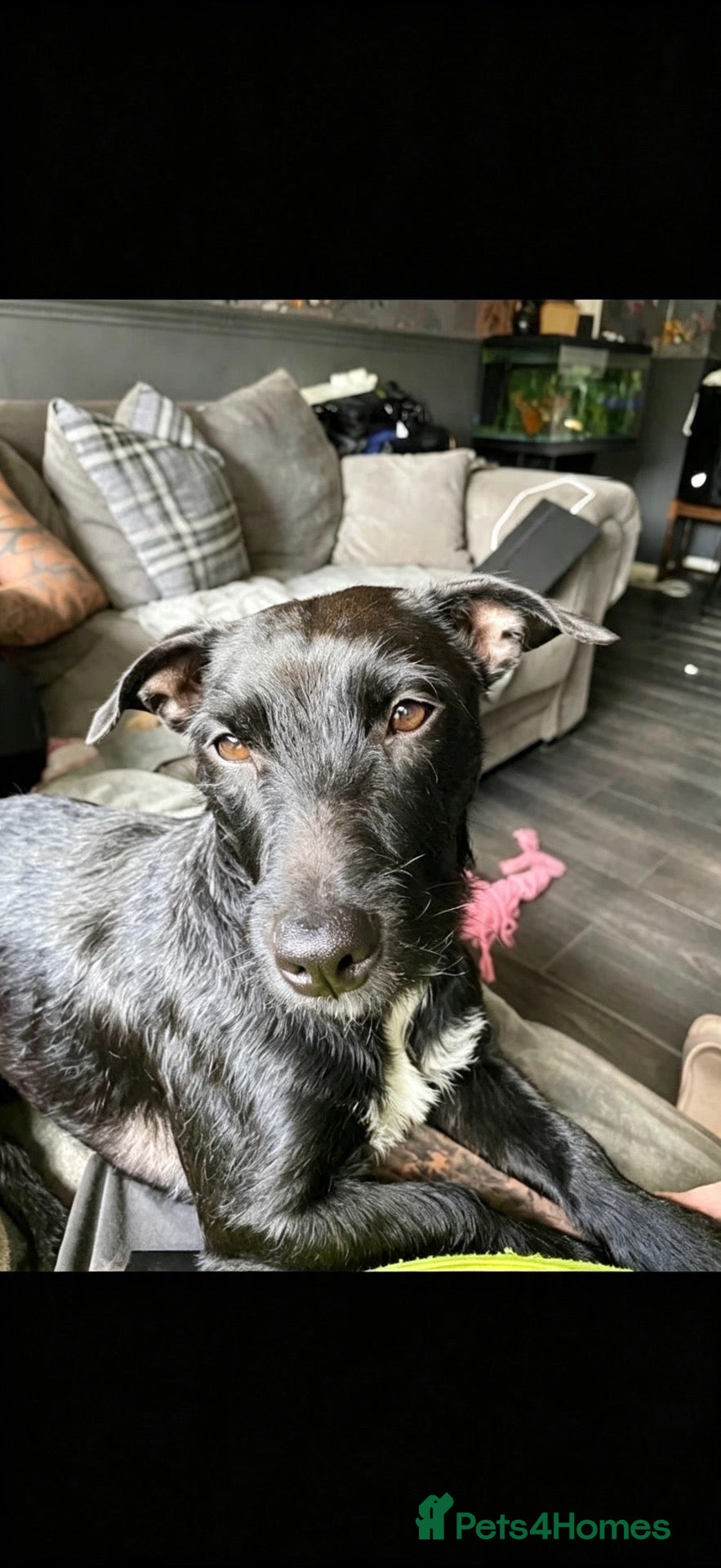 Mixed Breed dogs Patterdale X Shih Zu Puppies🩵🩷 - Advert 1