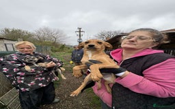 Mixed Breed dogs for adoption: Lucy - North Walsham Norfolk  - Advert 5