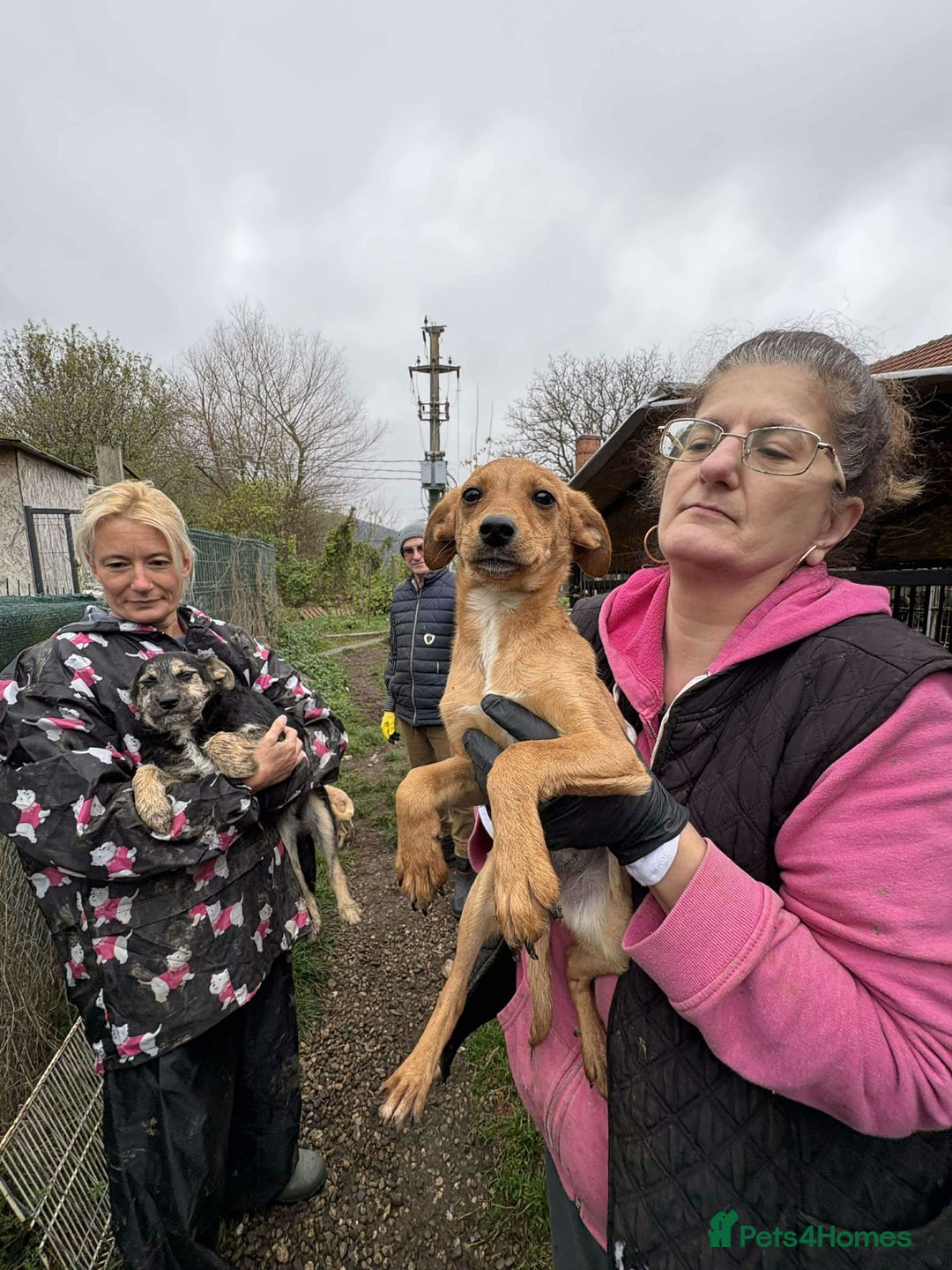 Mixed Breed dogs for adoption: Lucy - North Walsham Norfolk  - Advert 5