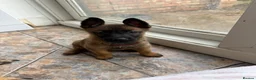 Belgian Shepherd Dog dogs for sale: Solid confident pups ready to go   in Abbots Langley - Advert 6