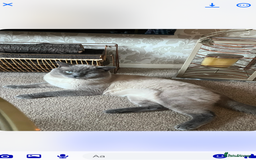 British Shorthair cats for sale: 2 beautiful girl left  - Image 6