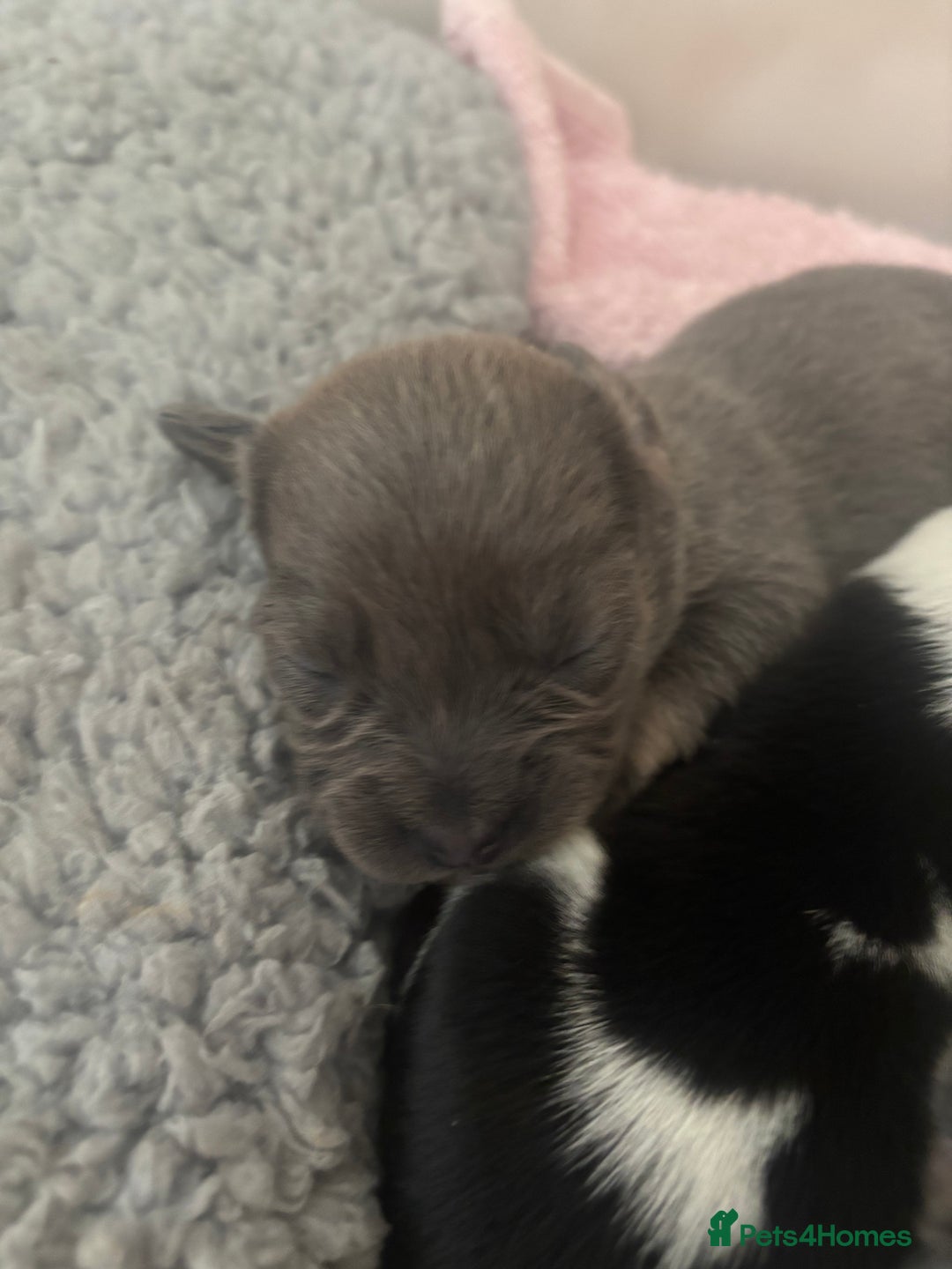 Mixed Breed dogs for sale: Unique mixed breed - Image 27