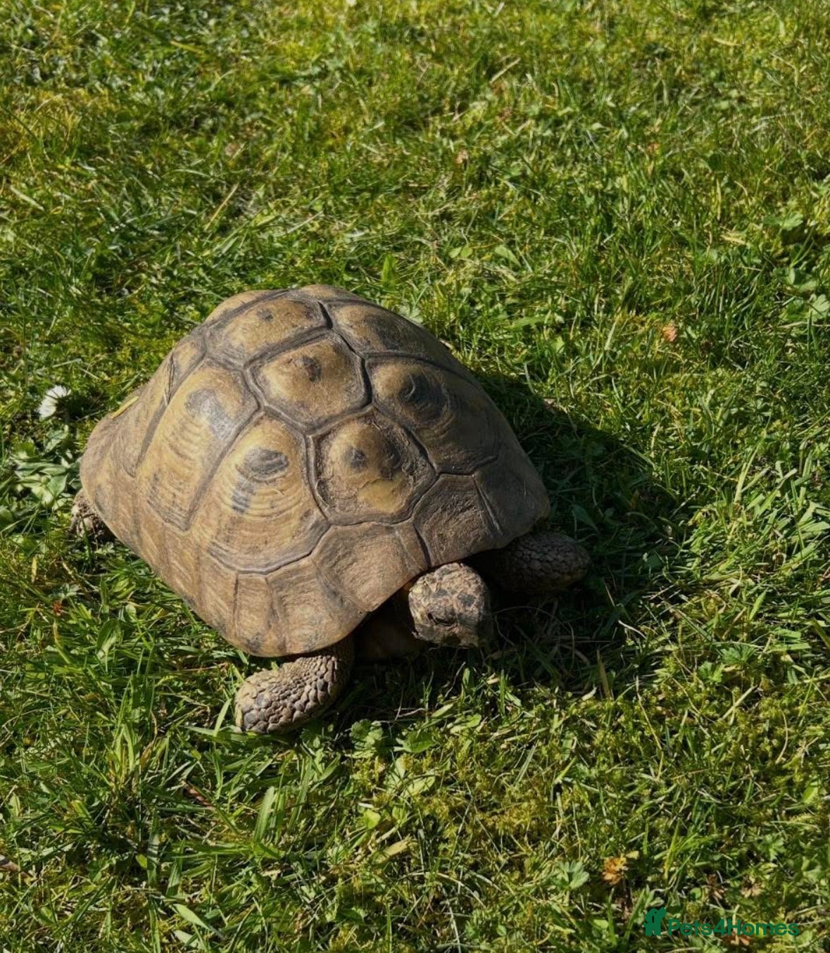 Tortoise reptiles WANTED - Adult Herman’s or Horsefield tortise - Advert 2