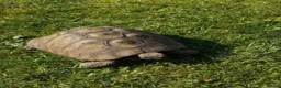 Tortoise reptiles for sale: WANTED - Adult Herman’s or Horsefield tortise in Leighton Buzzard - Advert 1