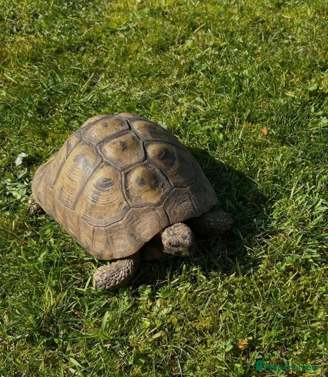 Tortoise reptiles for sale: WANTED - Adult Herman’s or Horsefield tortise in Leighton Buzzard - Advert 1