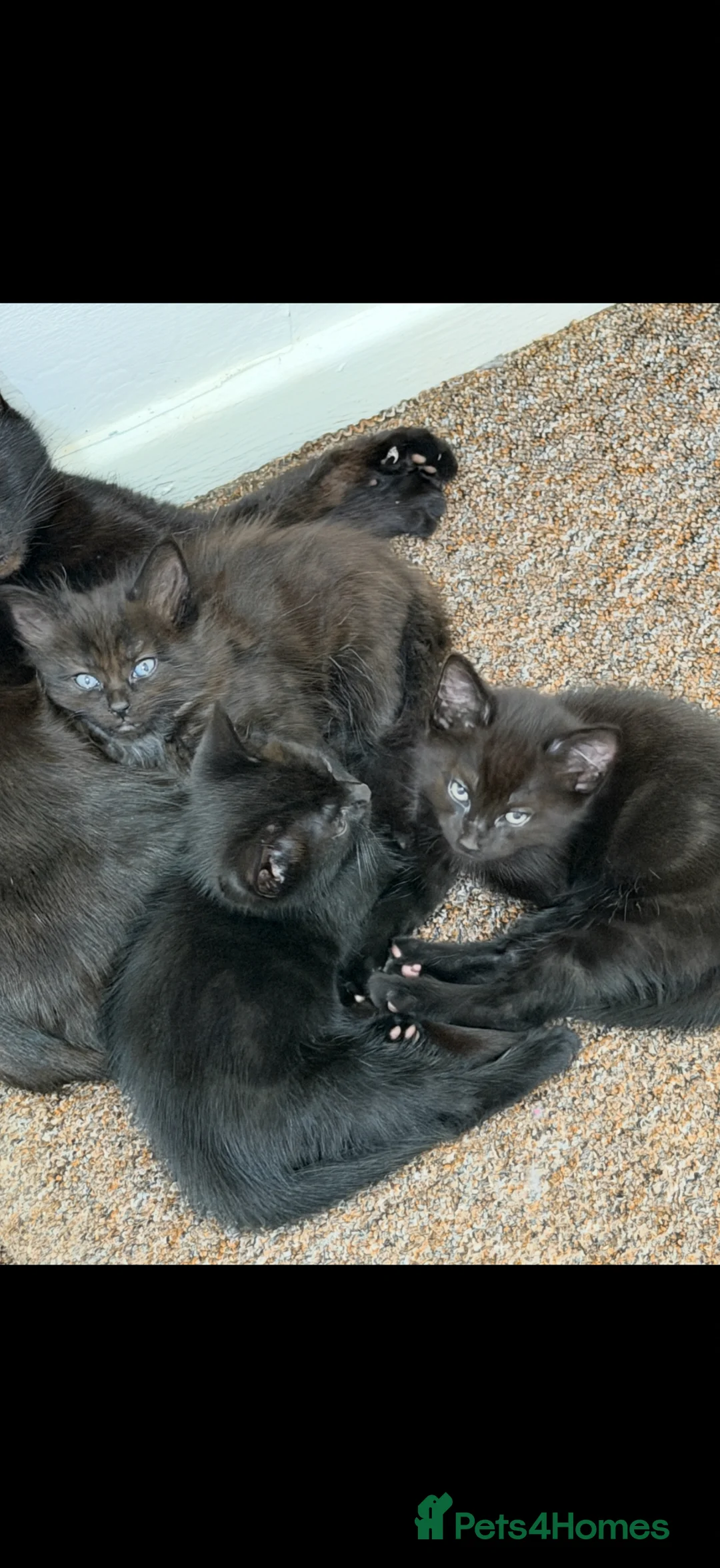 Domestic Shorthair cats for sale: Brother & Sister Kittens Looking for a Loving Home - Advert 6