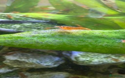 Shrimps fish for sale: Cherry shrimps for sale  - Image 6