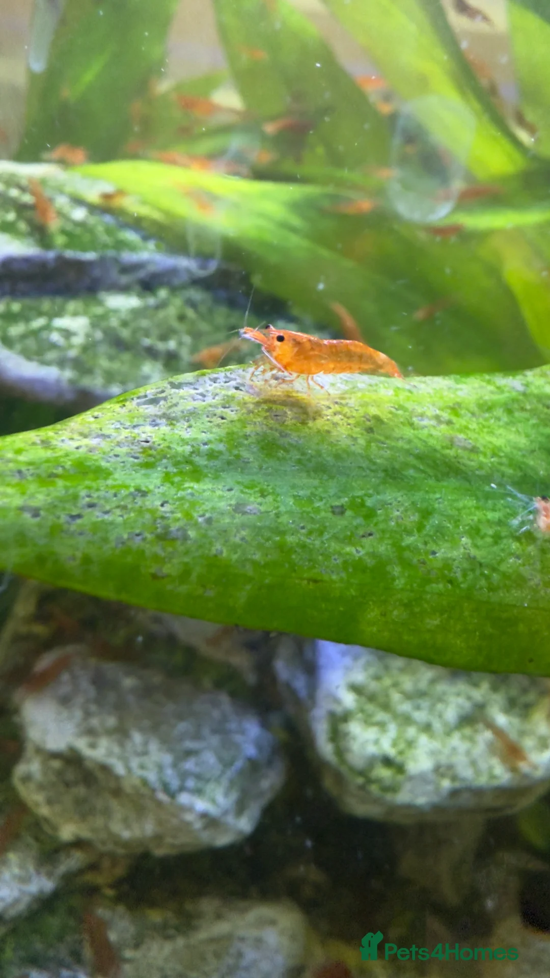 Shrimps fish for sale: Cherry shrimps for sale  - Advert 6