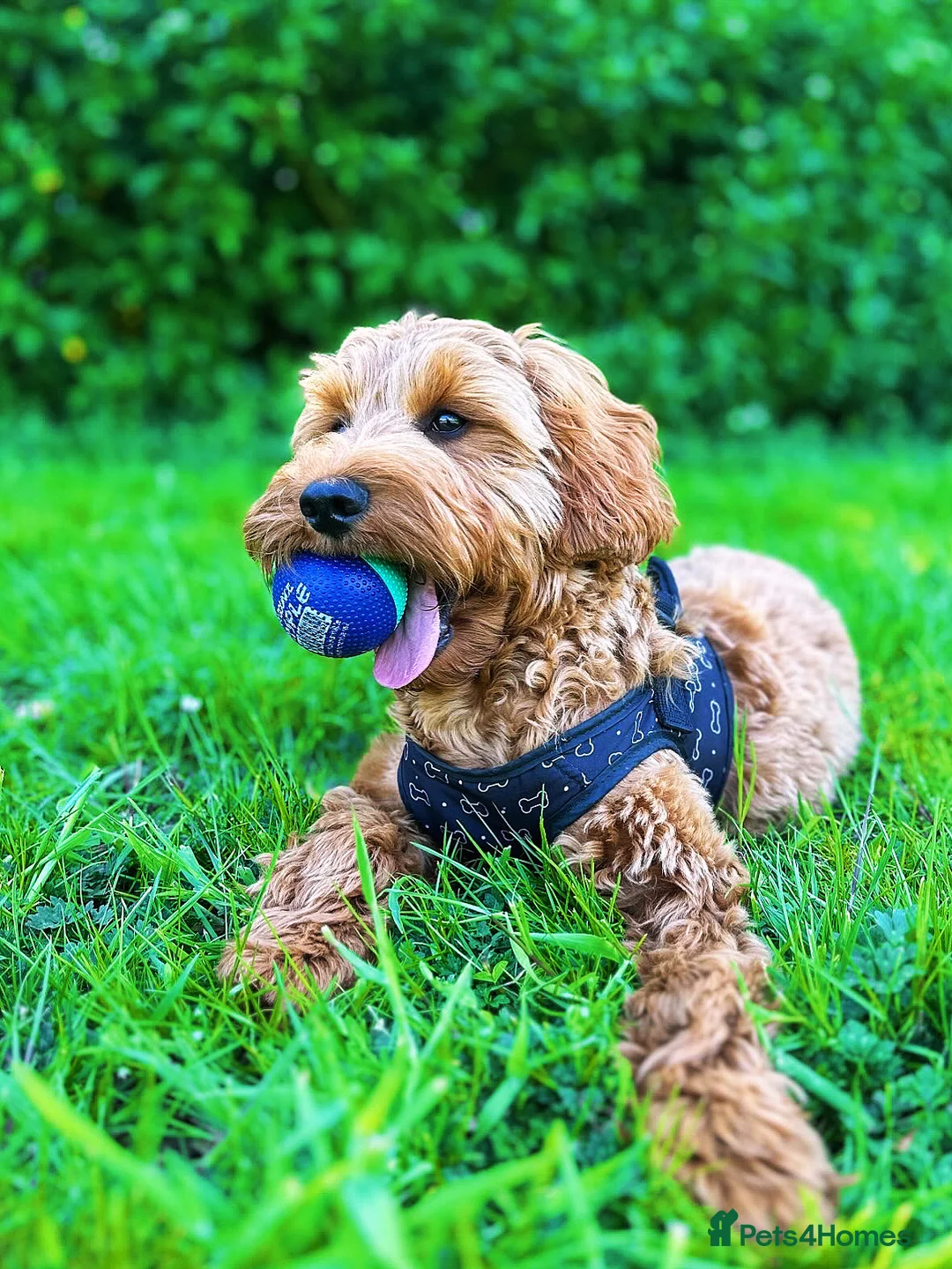 Cockapoo dogs for stud: STUD - DNA Tested Cockapoo (Poodle-Dominant) - Advert 24