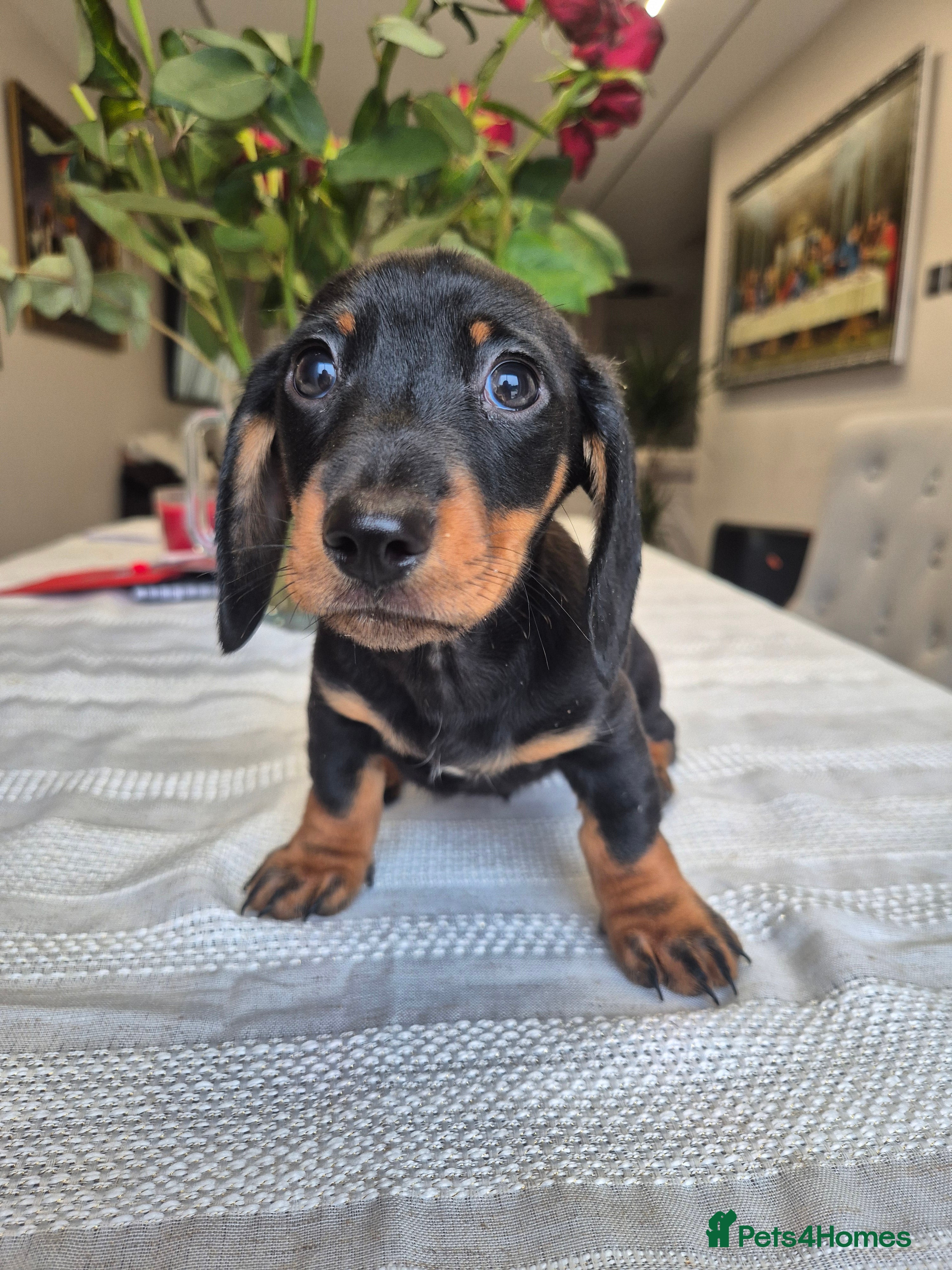 Dachshund dogs 💙 1 Boy left!Ready to leave! - Advert 4