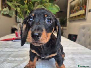 Dachshund dogs 💙 1 Boy left!Ready to leave! - Advert 4