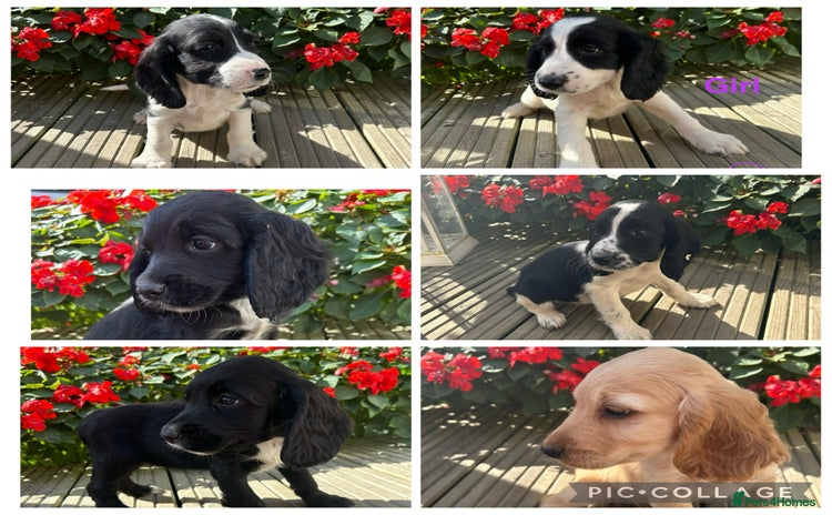Cocker Spaniel dogs - Advert 4