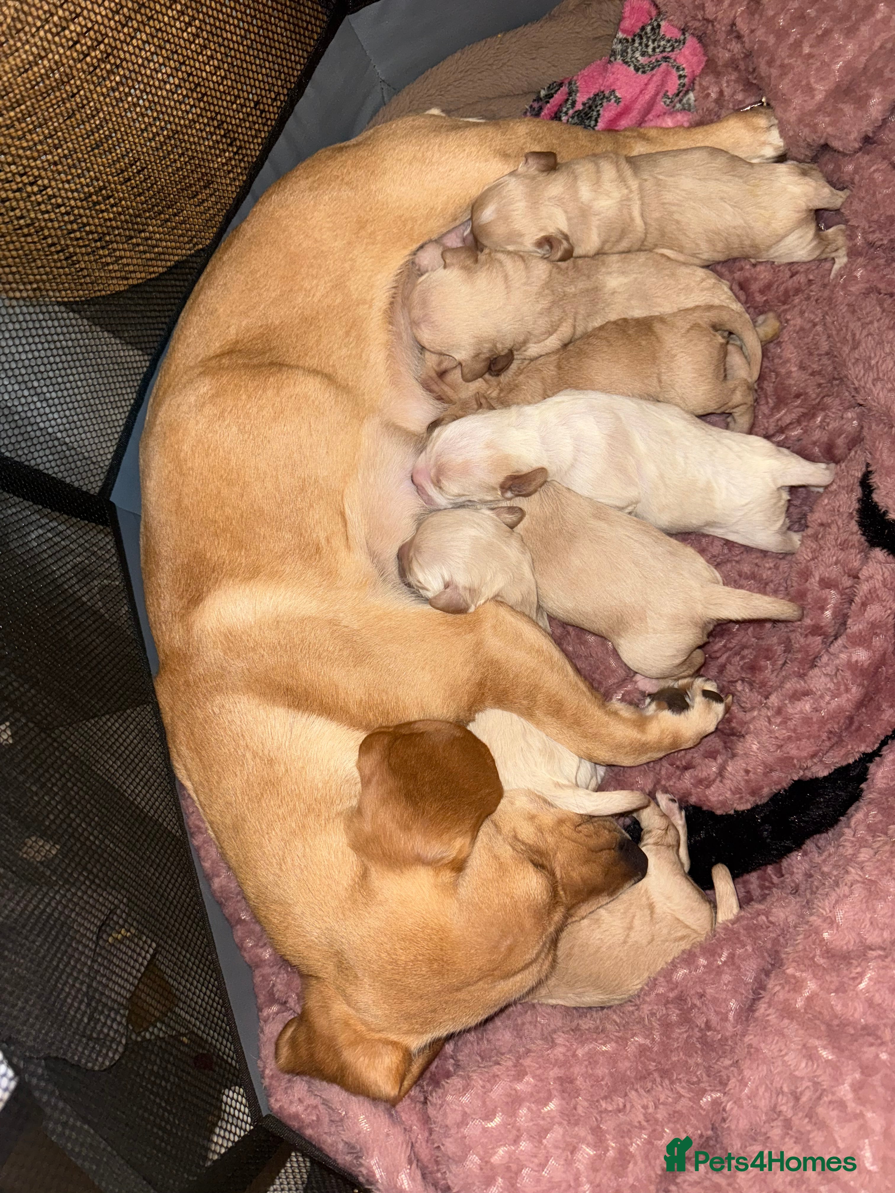 Mixed Breed dogs Dachshund/cavapoo - Advert 2