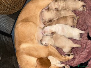 Mixed Breed dogs Dachshund/cavapoo - Advert 1