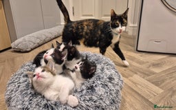 Mixed Breed cats for sale: 5 lovely kittens - Advert 5