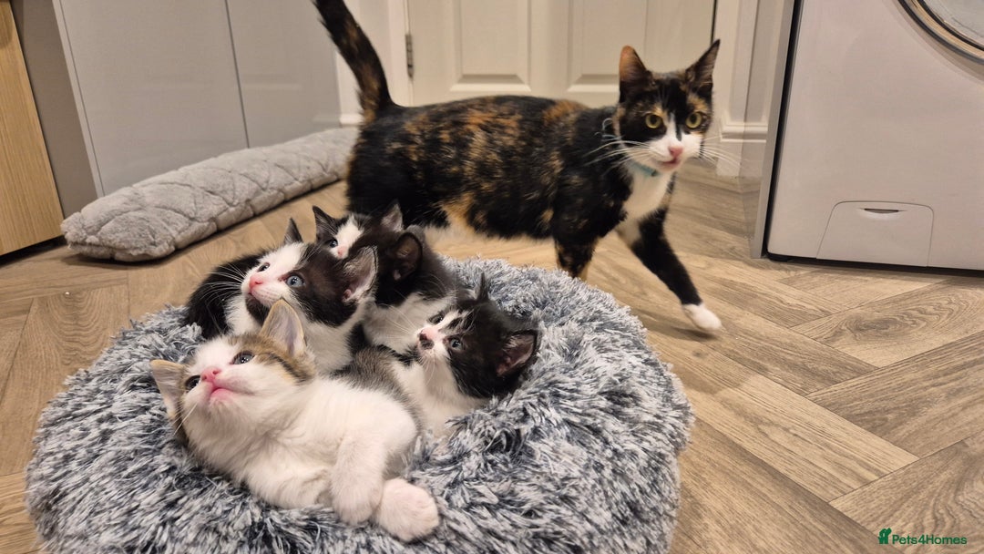 Mixed Breed cats for sale: 5 lovely kittens - Advert 5