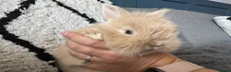 Mixed Breed rabbits for sale: Double maned lion head/ plush bunnies 💕 - Advert 3