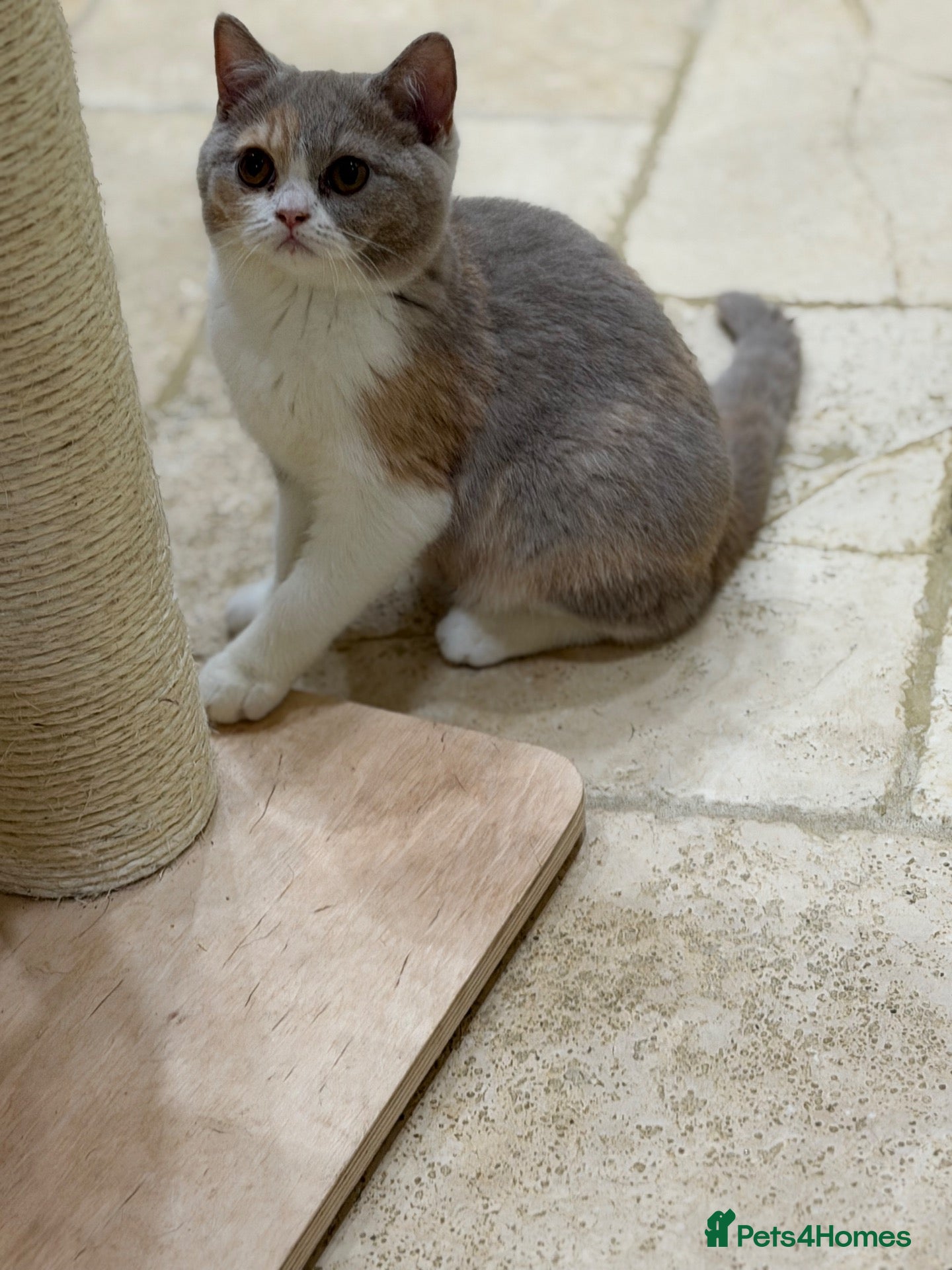 British Shorthair cats for sale: READY NOW - REGISTERED FULL PEDIGREE BSH - Advert 2