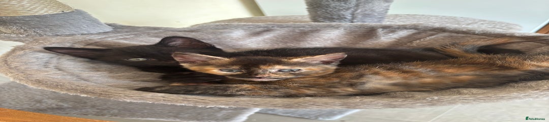 Mixed Breed Kitten 4