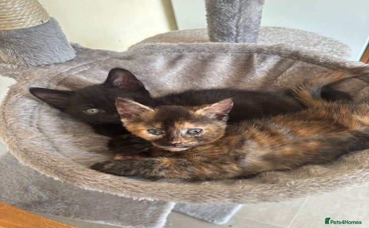 Mixed Breed cats - Advert 11