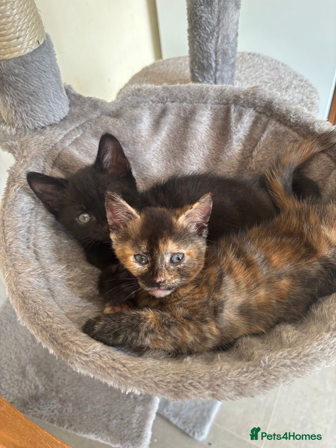 Mixed Breed cats for sale: Kittens ready for forever homes - Image 1