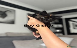 Maine Coon cats for sale: Unique 1/2 Maine Coone Kittens x 4  - Image 14