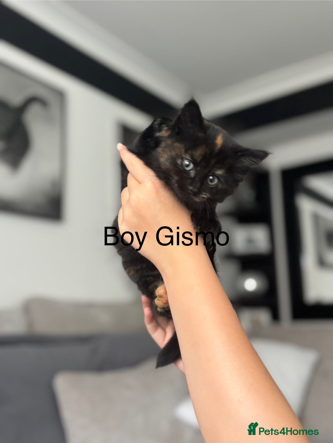 Maine Coon cats for sale: Unique 1/2 Maine Coone Kittens x 4  - Image 14